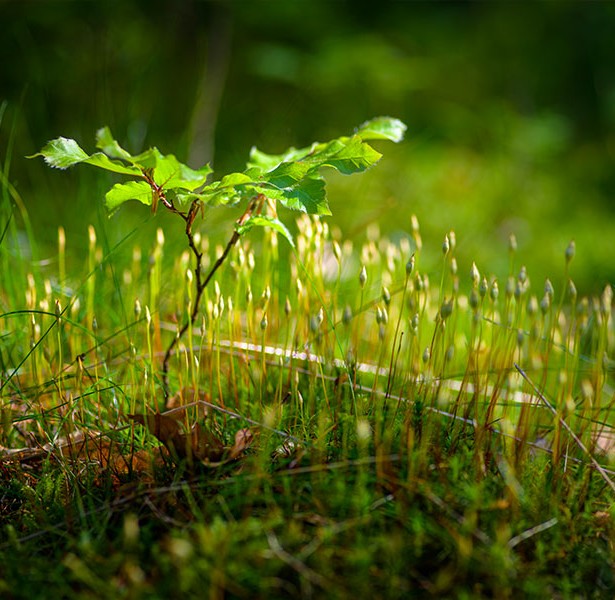 02-illust_gestion-1_rogne